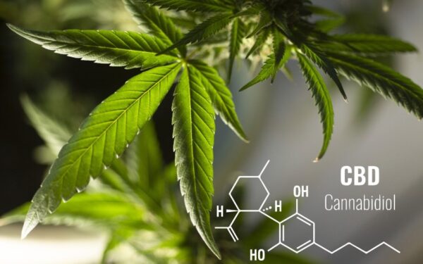 Beta-Caryophyllene’s Neuroprotective Effects: What You Need to Know