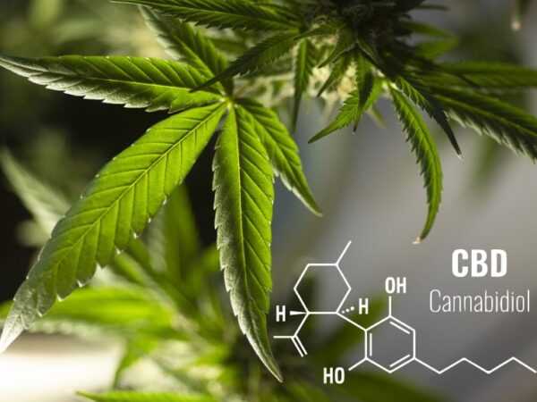 Beta-Caryophyllene’s Neuroprotective Effects: What You Need to Know